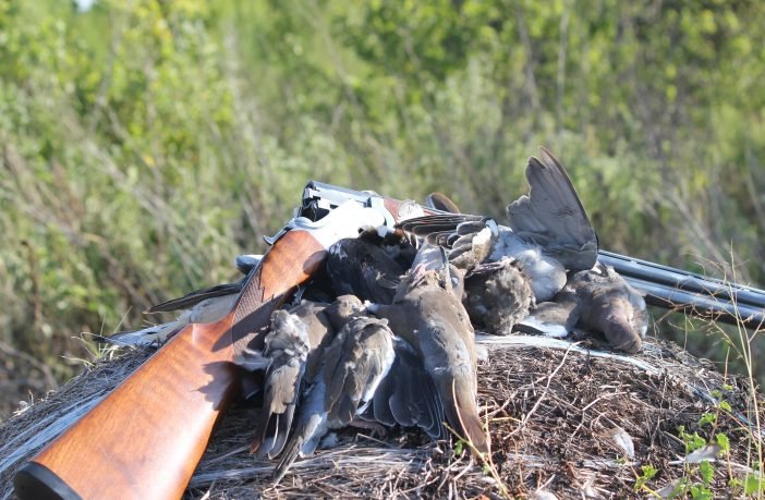 Choosing the Right Shotgun for Dove Hunting | Today’s Adventure®