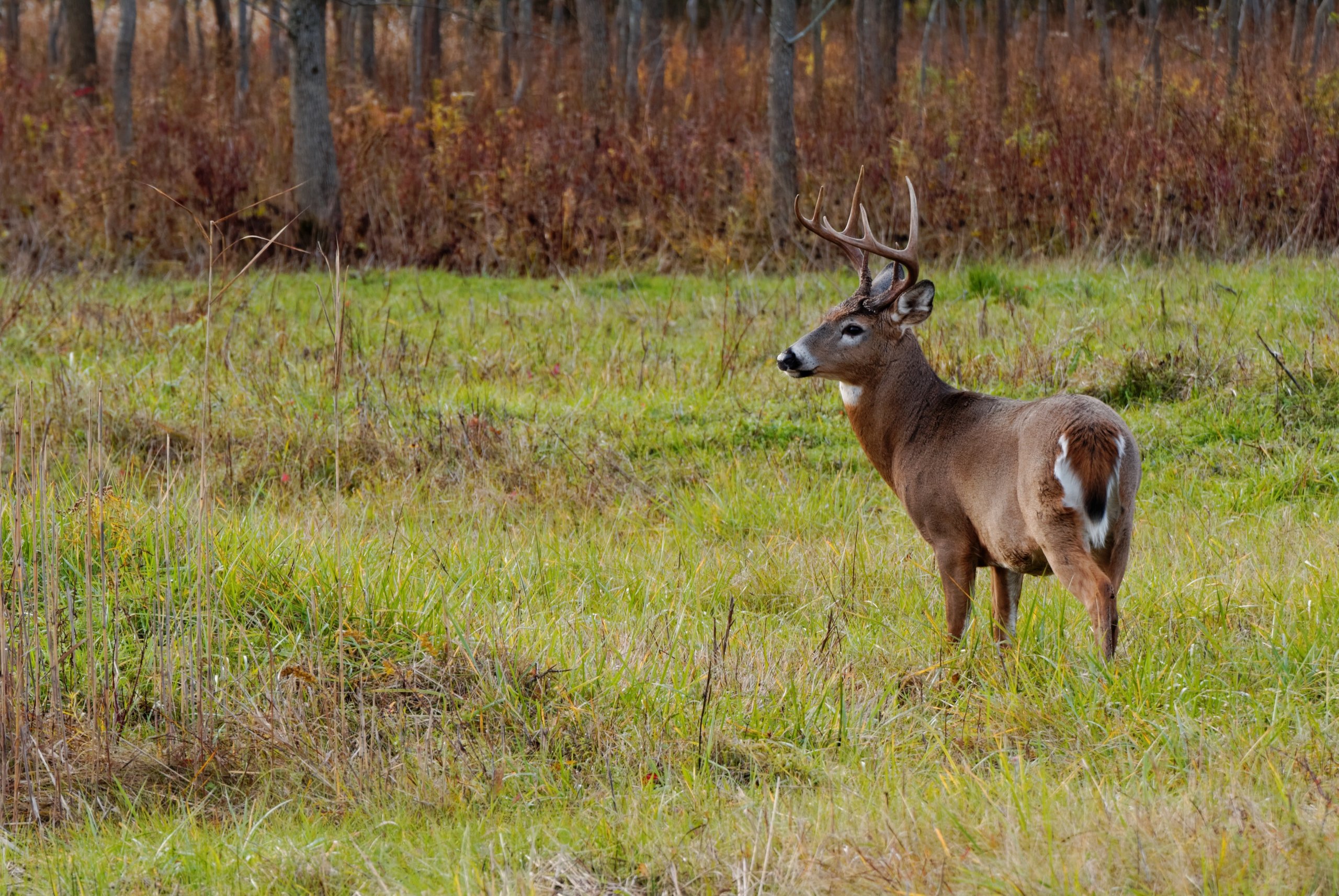 Deer Hunting Guide: The Early Season | Today’s Adventure®